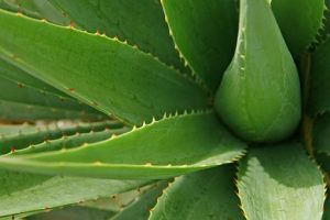 Hojas de aloe vera que vale para todo